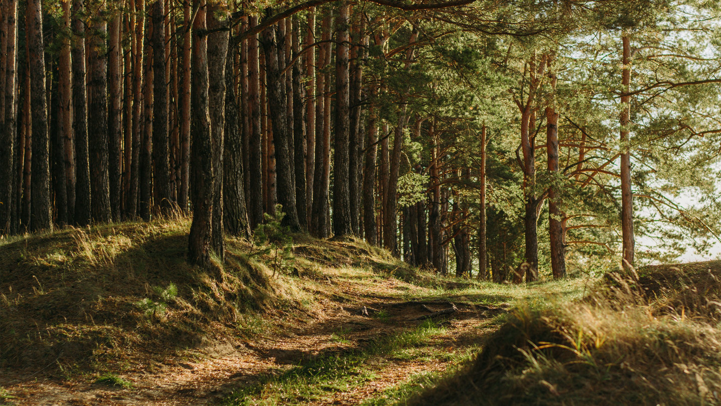Truffle Hunting in Dorset, England Departures Magazine