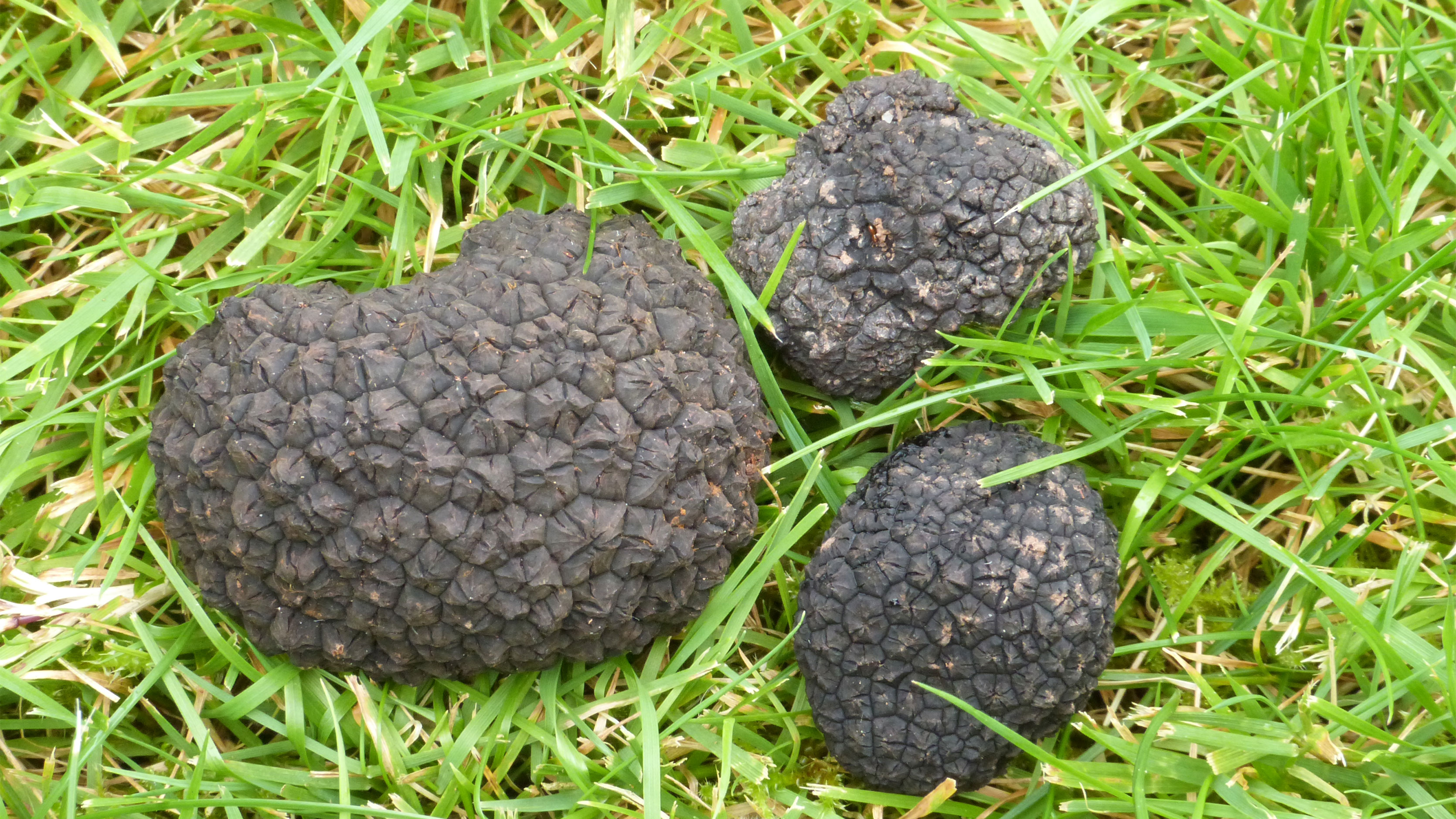 Truffle Hunting in Dorset, England Departures Magazine